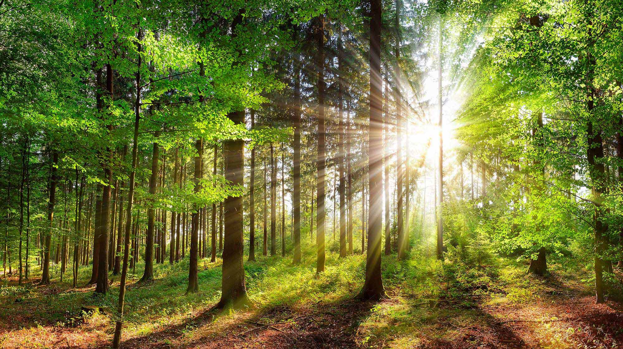 Forêt du Vercors pour l’exploitation forestière MARS Bois