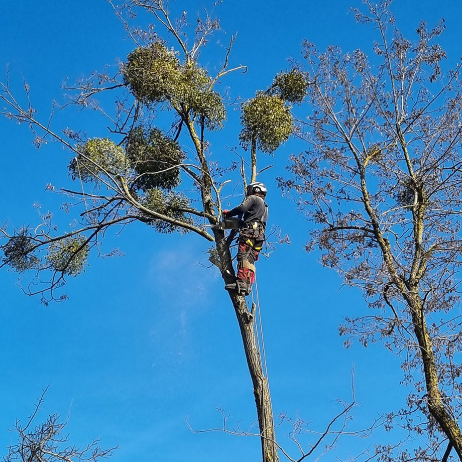 438 elagage regulier